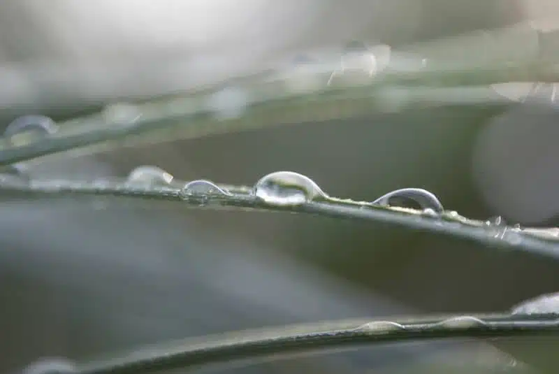 Close-up of thin green grass blades with clear water droplets resting on them, softly lit with a blurred, muted background. The image conveys a fresh, tranquil, and natural atmosphere.