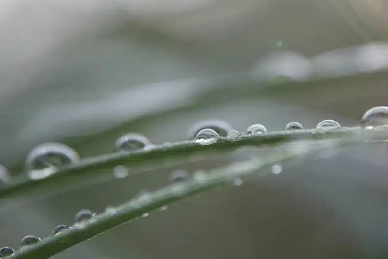 Close-up of water droplets lined up on thin green blades of grass, with a soft, blurred background in shades of grey and green. The droplets glisten, highlighting the delicate and fresh nature of the scene.
